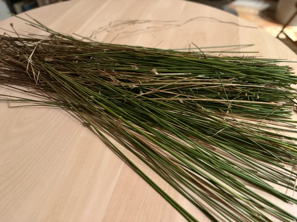 The St. Brigid cross is typically made from reeds or rushes that grow in damp or waterlogged patches of ground throughout Ireland alongside rivers and lakes. Credit: Joe Passmore