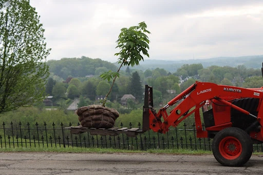 A vehicle carries the Anne Frank tree to campus before its planting at Seton Hill University in May 2025. Credit: Photo courtesy of Seton Hill University