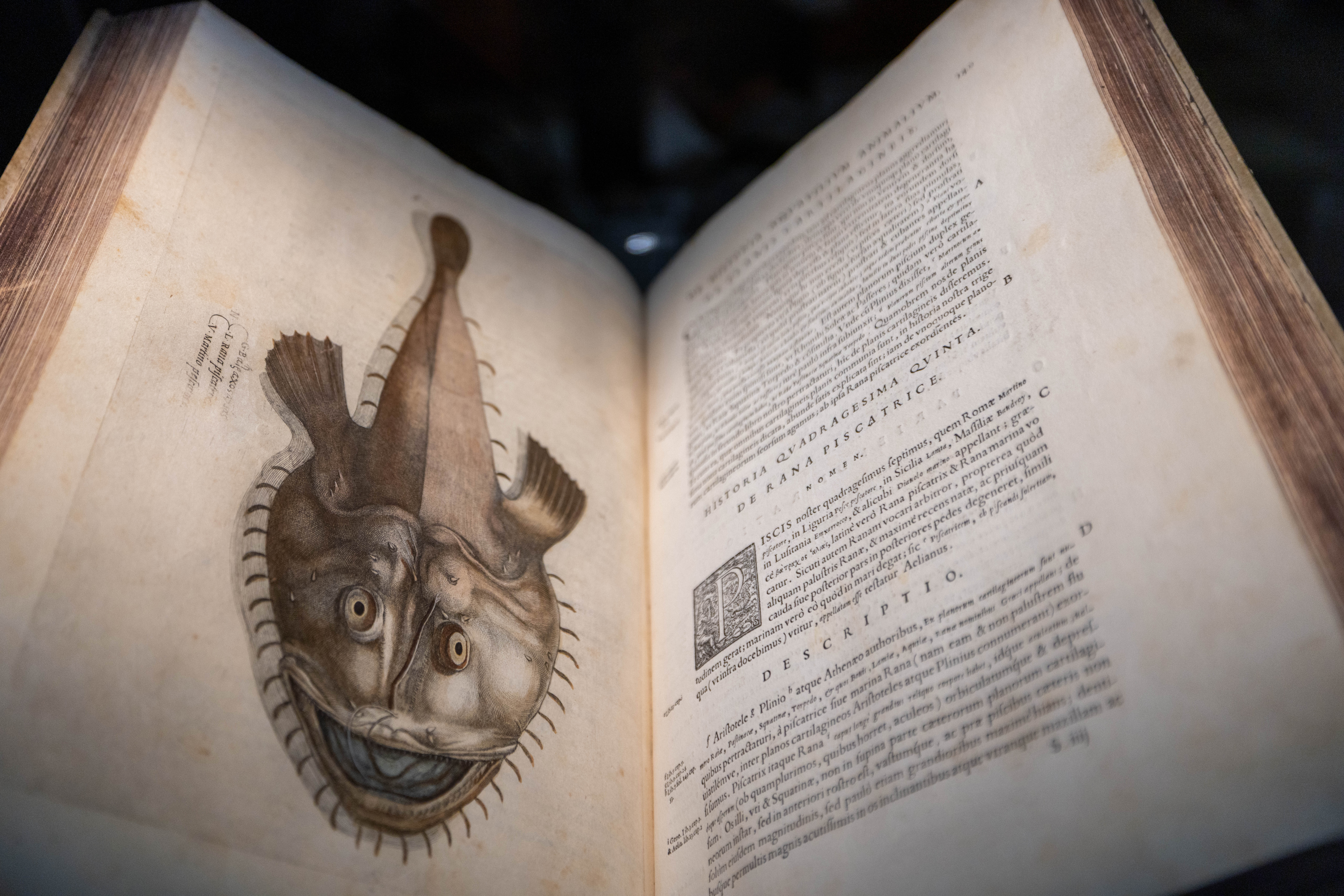 “Aquatilium Animalium Historia” (1557), the centerpiece of the Vatican Library’s “AQVA” exhibit, is a masterwork of Renaissance typography, scientific rigor, and fine engraving by Ippolito Salviani. | Credit: Daniel Ibanez/EWTN News
