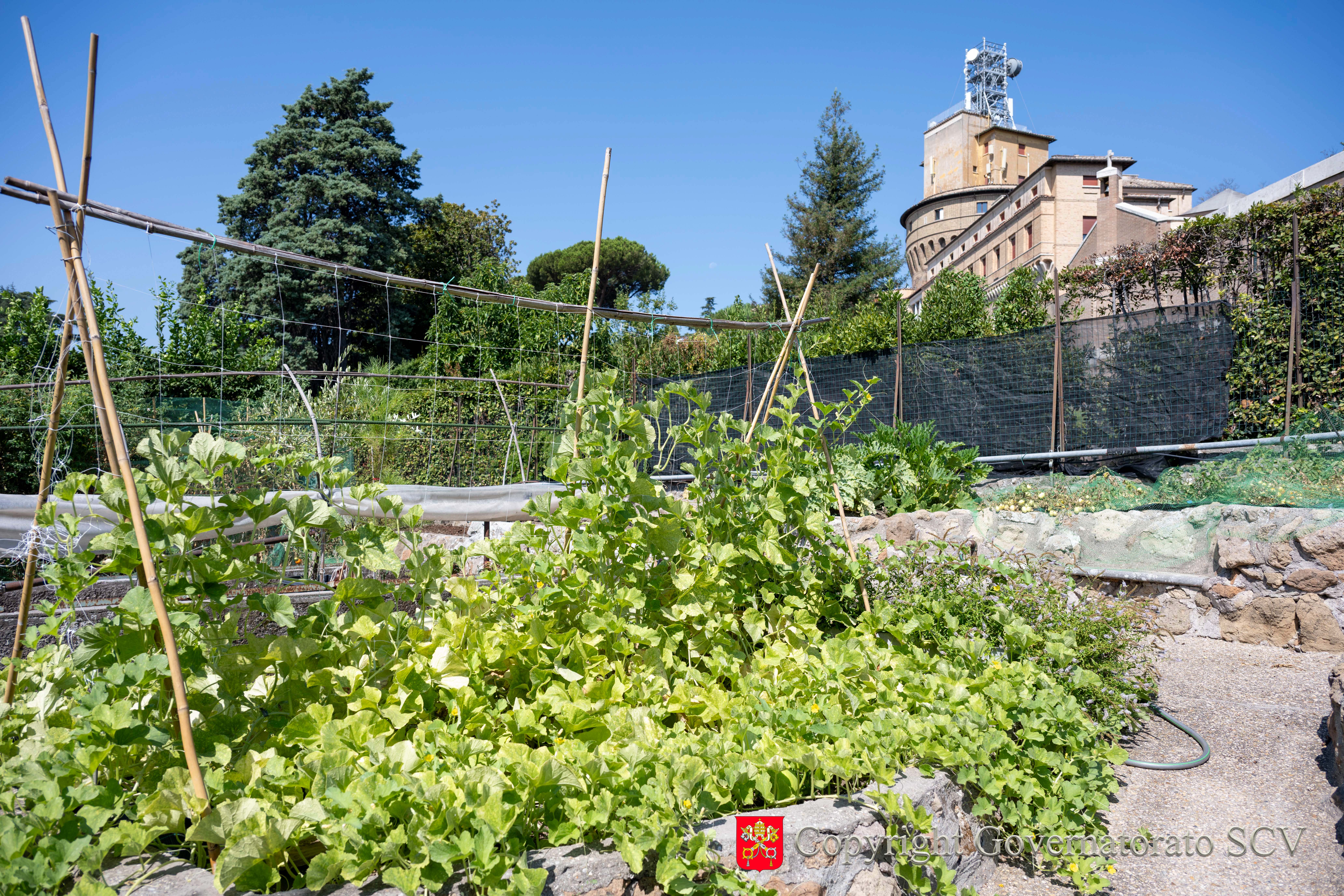 The fresh produce grown in the vegetable garden and orchard in Vatican City feeds the Benedictine nuns living in the Mater Ecclesiae Monastery and supports the nearby Missionaries of Charity-run soup kitchen. | Credit: Governorate of Vatican City State